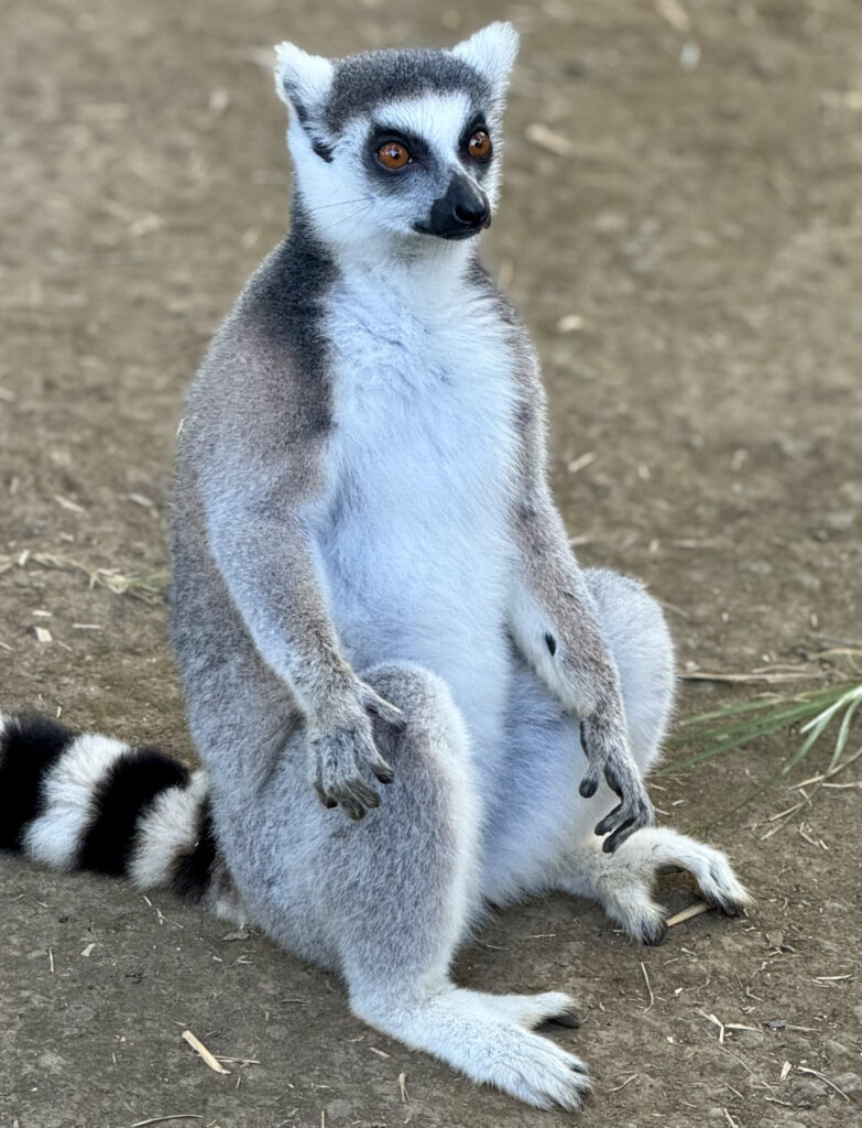 Nosy Be Madagascar Sara Caulfield