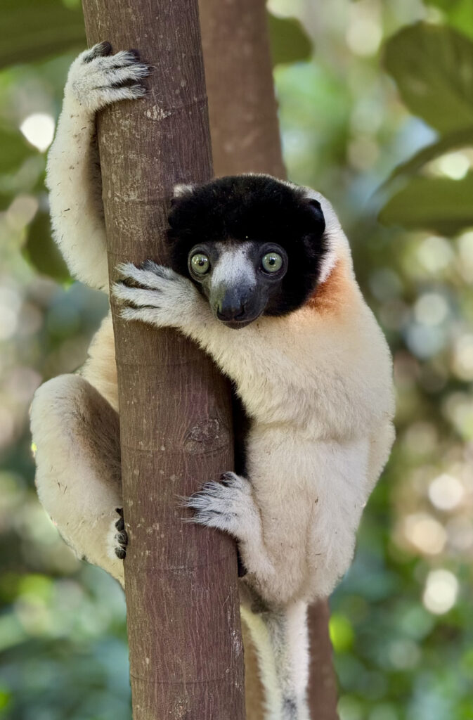 Nosy Be Madagascar Sara Caulfield