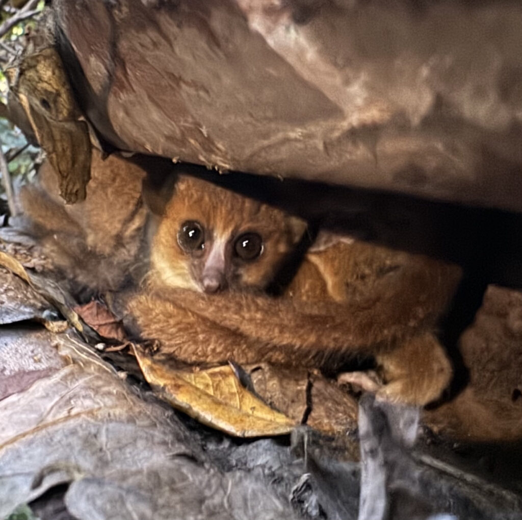 Nosy Be Madagascar Sara Caulfield