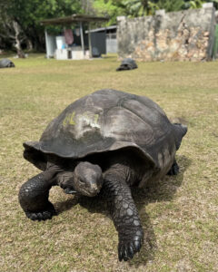 sara caulfield seychelles